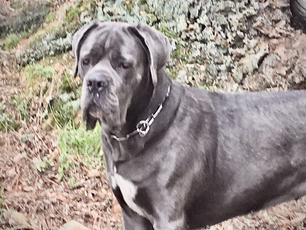 Olli du clos d attila