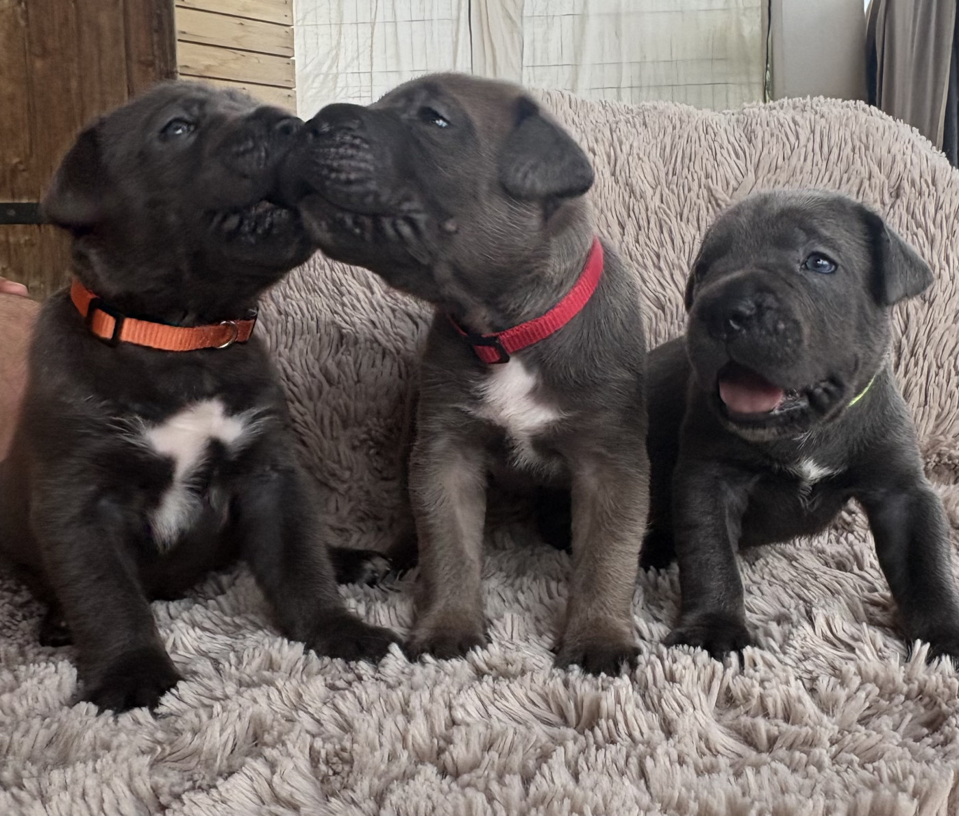 Chiot Cane Corso Des Gardiens Des Sept Collines