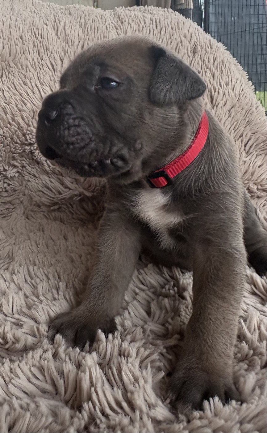 Des Gardiens Des Sept Collines - Chiots disponibles - Cane Corso