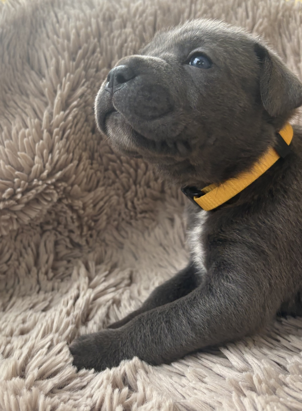 Des Gardiens Des Sept Collines - Chiots disponibles - Cane Corso