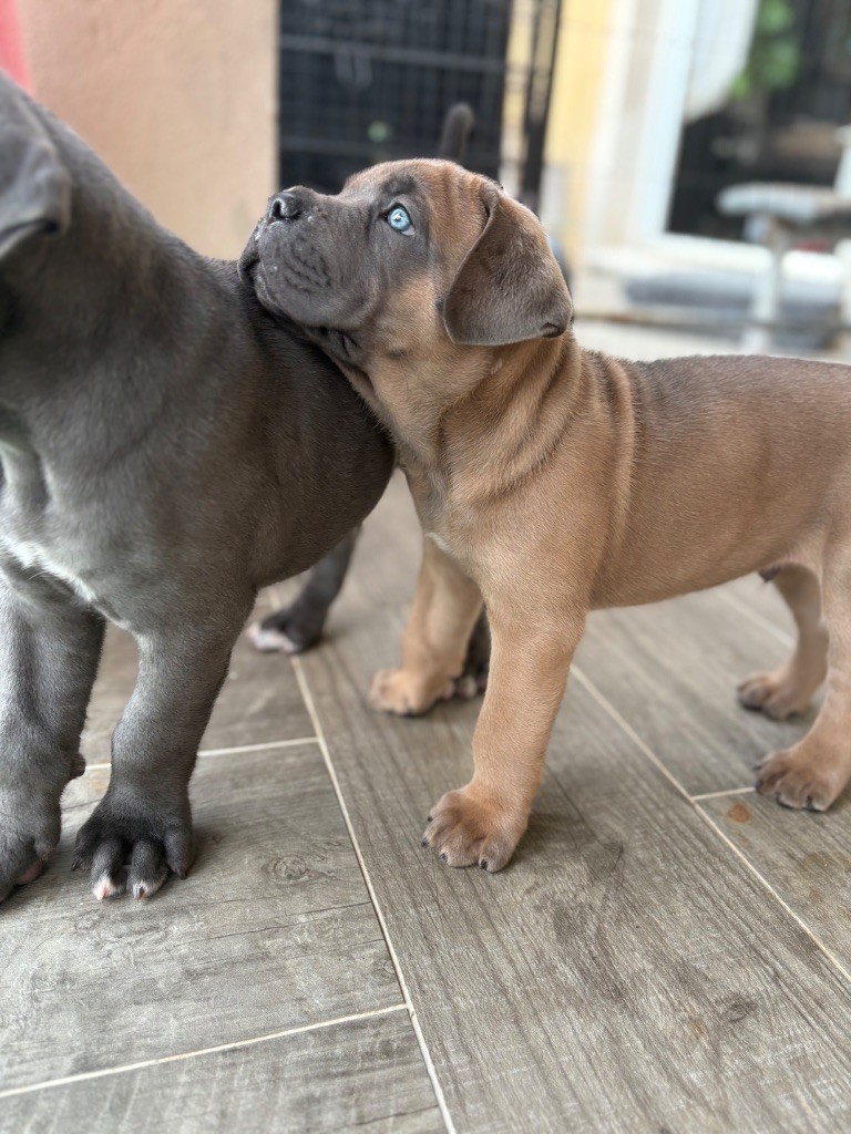 Des Gardiens Des Sept Collines - Chiots disponibles - Cane Corso