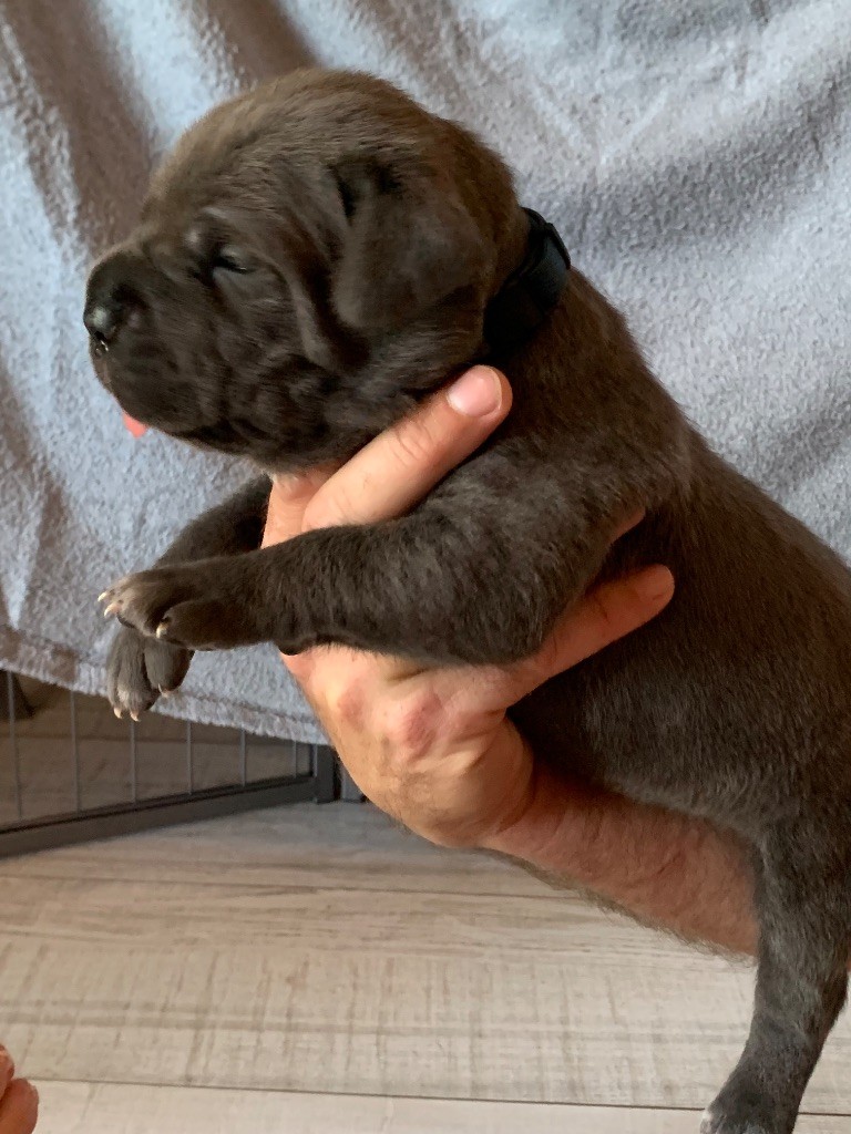 Des Gardiens Des Sept Collines - Chiots disponibles - Cane Corso