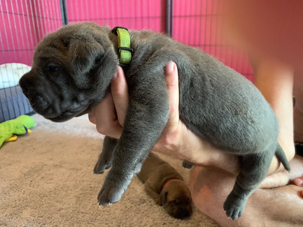 Des Gardiens Des Sept Collines - Chiots disponibles - Cane Corso