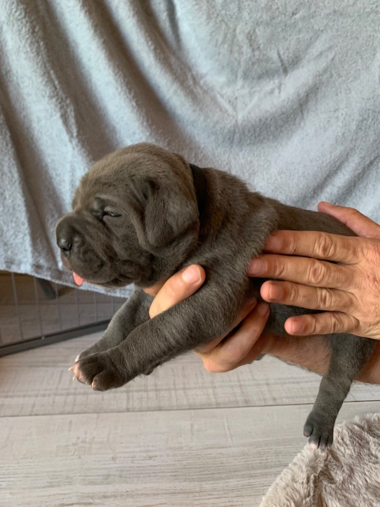 Des Gardiens Des Sept Collines - Chiots disponibles - Cane Corso