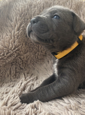 Collier jaune