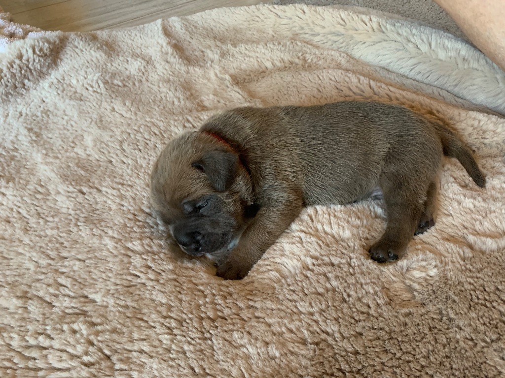 Des Gardiens Des Sept Collines - Chiots disponibles - Cane Corso