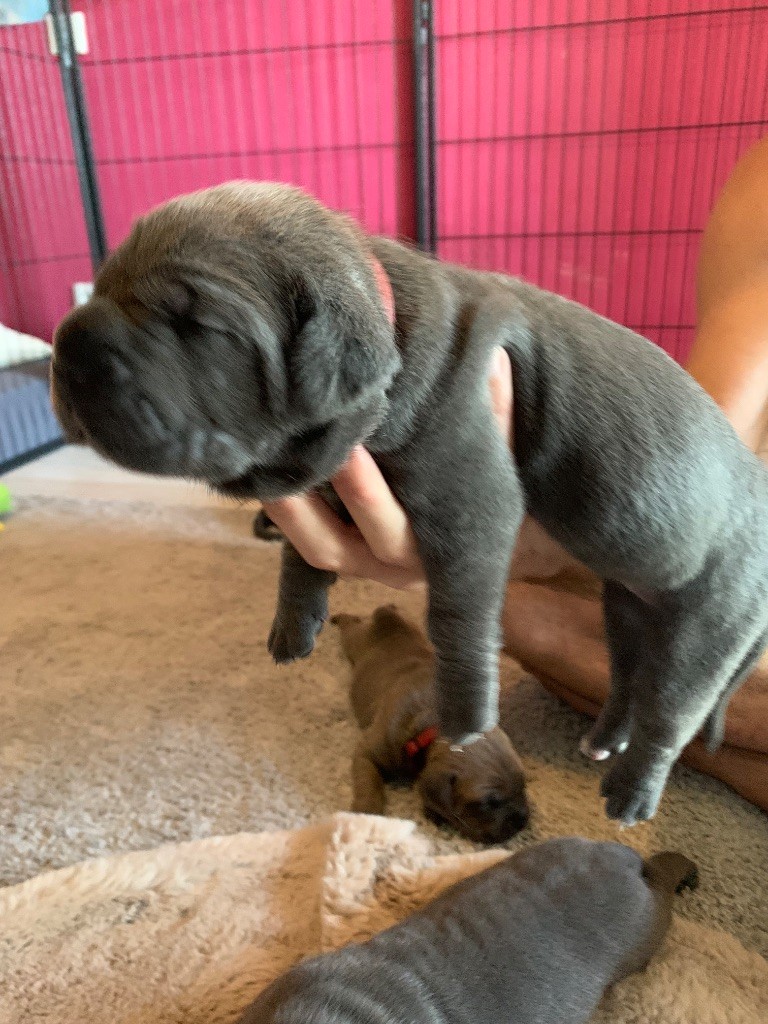 Des Gardiens Des Sept Collines - Chiots disponibles - Cane Corso