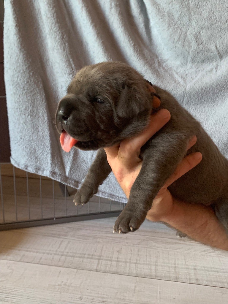 Des Gardiens Des Sept Collines - Chiots disponibles - Cane Corso